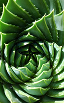 Aloe - planta medicament