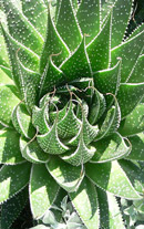 Aloe - planta medicament